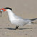 Caspian Tern